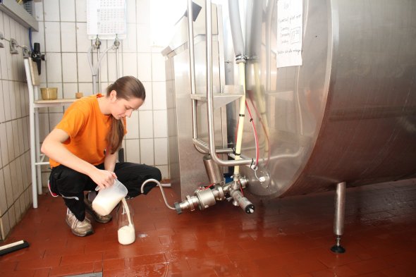 Familie Holst Frische Milch für das Bauern-Eis